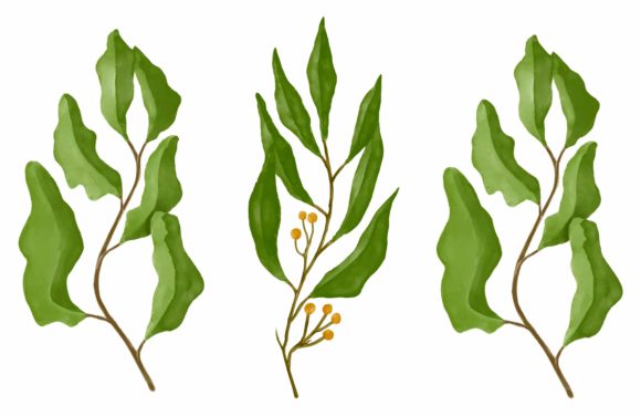 Green Watercolor Leaves Illustrations