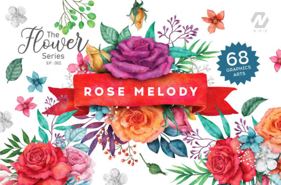 Rose Flower Watercolor Colorful Arts Illustrations