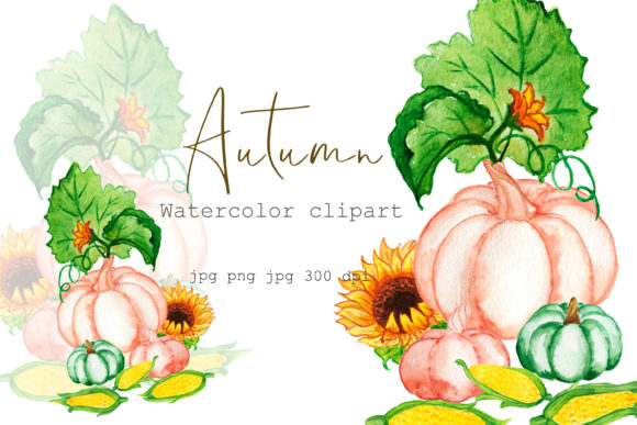 Watercolor Clipart Autumn Pumpkin Illustrations Review
