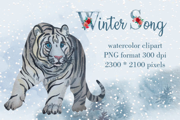 Watercolor Clipart Bengal Tiger Illustrations