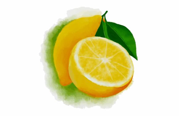 Watercolor Lemon Painting Illustrations