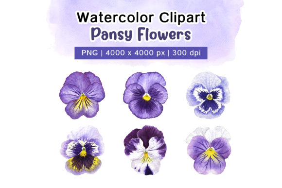 Watercolor Pansy Flowers Clipart and Illustrations