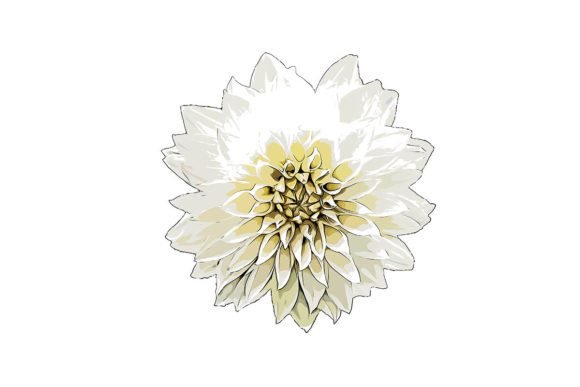 White Flower Watercolor Drawing and Illustrations